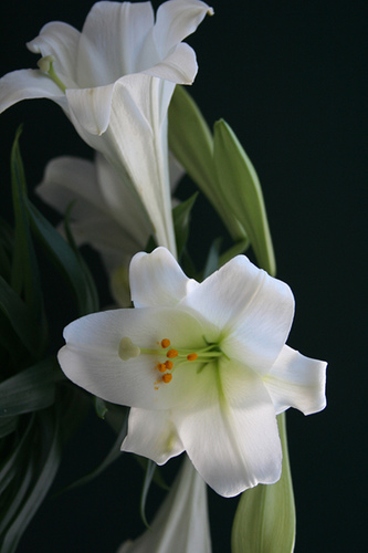 Easter Lilly via Flickr